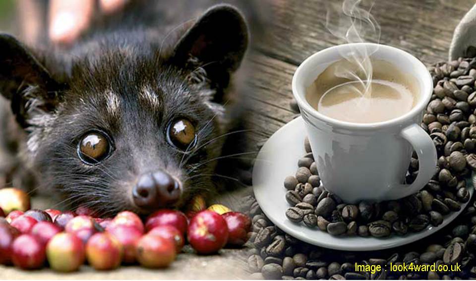 Rahasia Dibalik Pembuatan Kopi Luwak Sehingga Menjadi Minuman