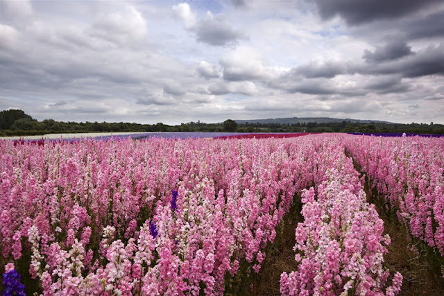 Rows of English Delphiniums at the Confetti Fields in Wick www.martynferryphotography.com