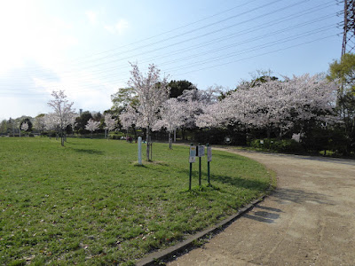 寝屋川公園 芝生広場（バーベキュー指定区域）の桜