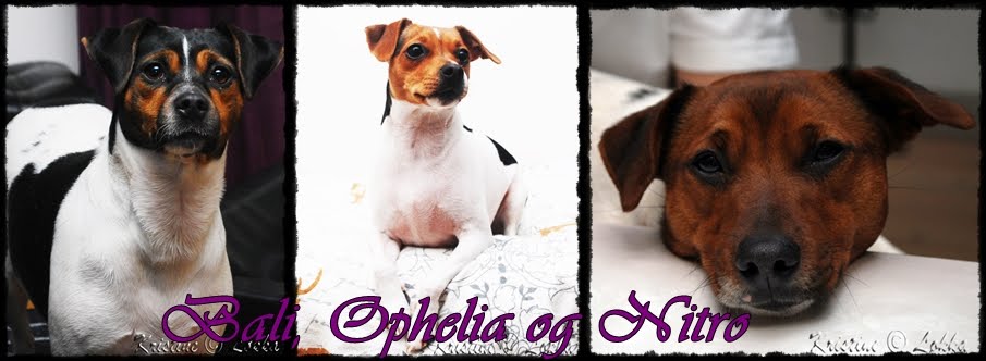 Bali, Ophelia  og Nitro