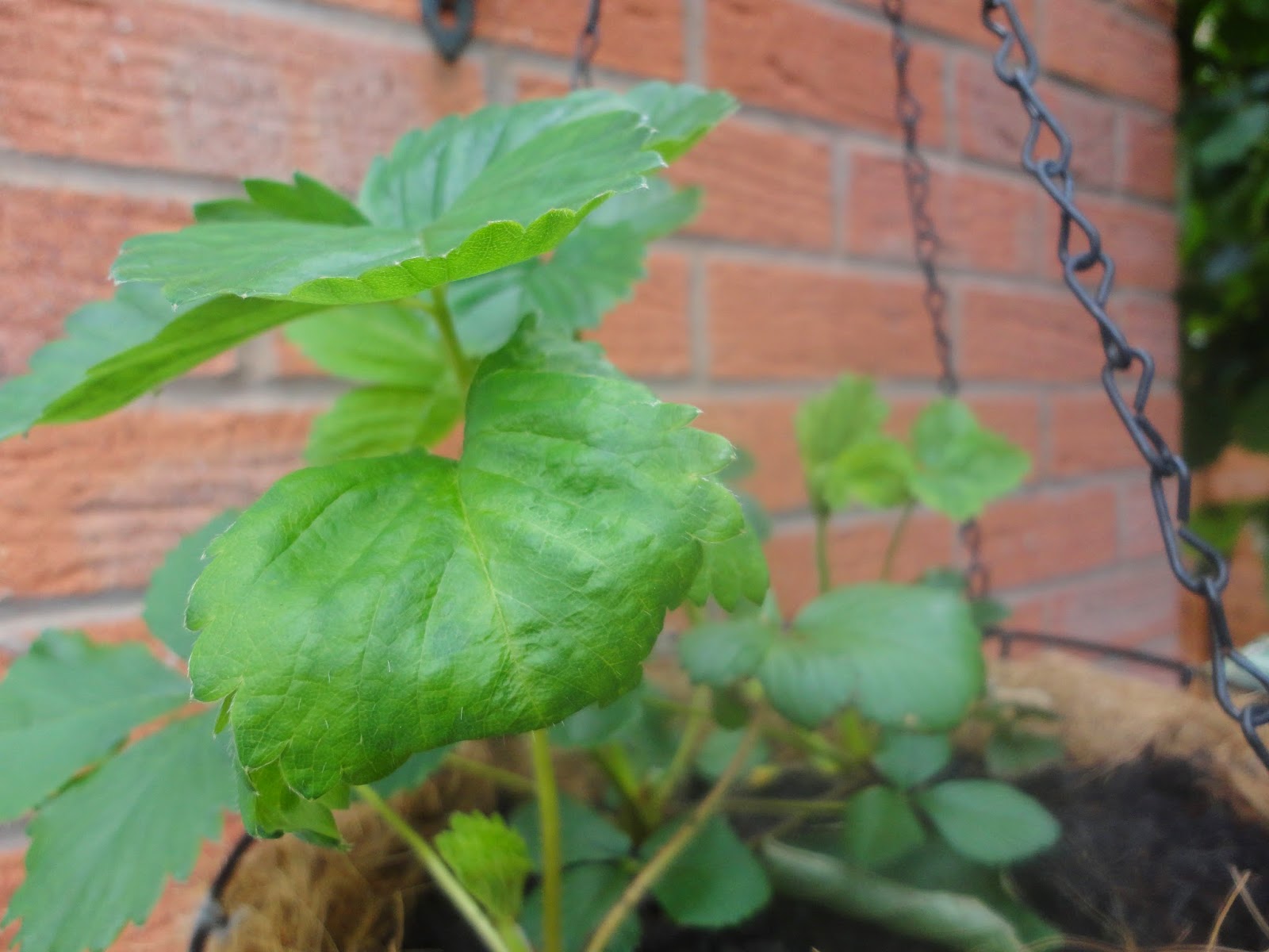 The Flowerpot Girls : Applications and Strawberries