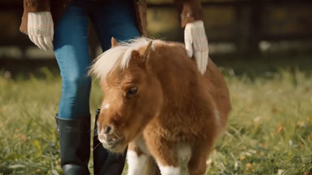 Pubblicità Amazon con cavalli e pony ''solitario'' con ragazza che lo adotta - Novembre 2016