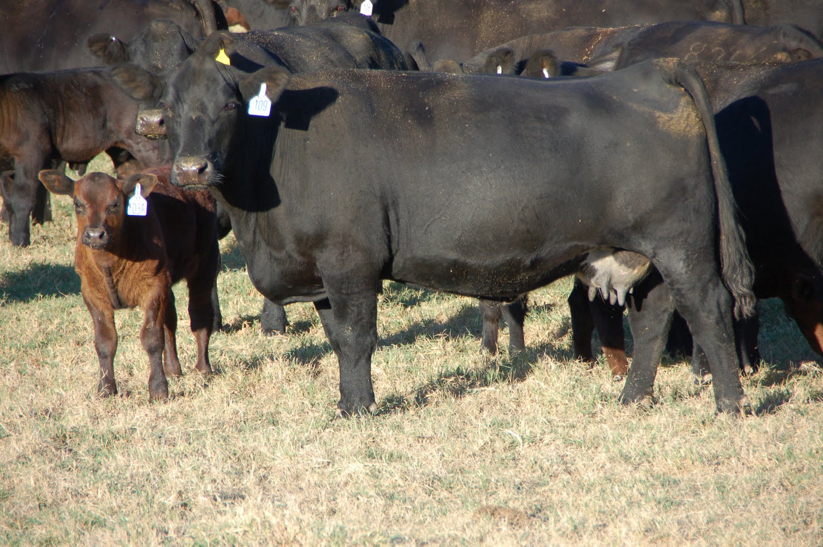 Buck Cattle Co. Blog September 2011