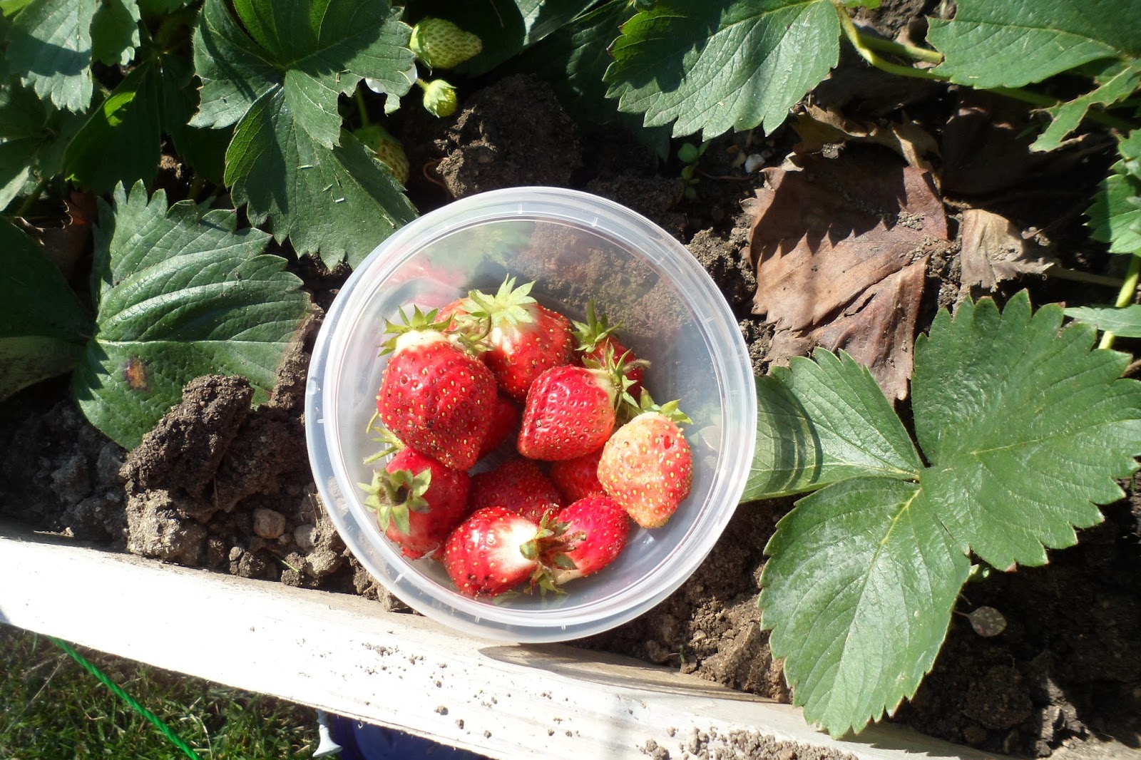 The Perennial Agriculturalist august strawberries