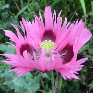 Poppy Flower, Botanics Glasgow
