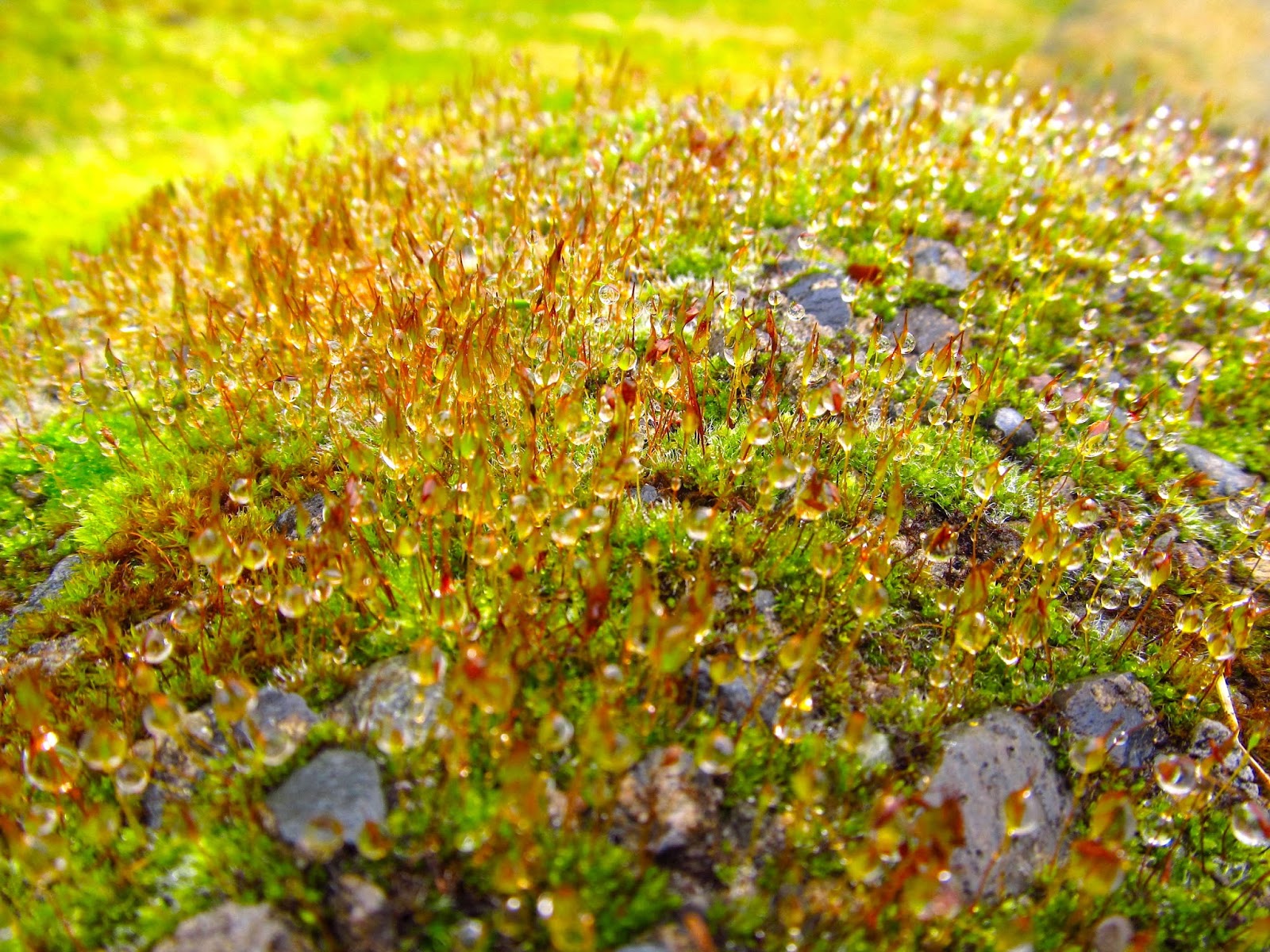 Welsh Sphagnum Moss