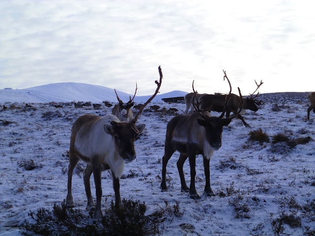 reindeer