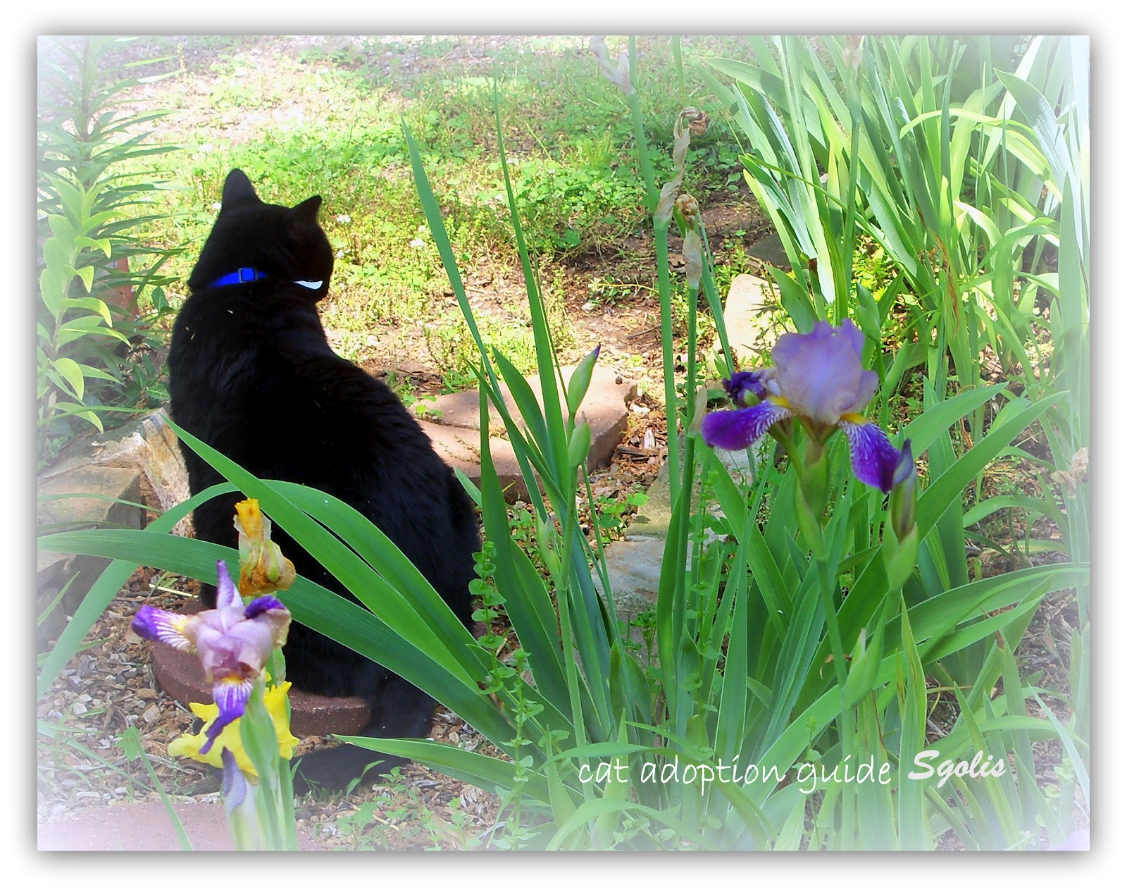 Cat Adoption Guide Why do Cats Leave Home