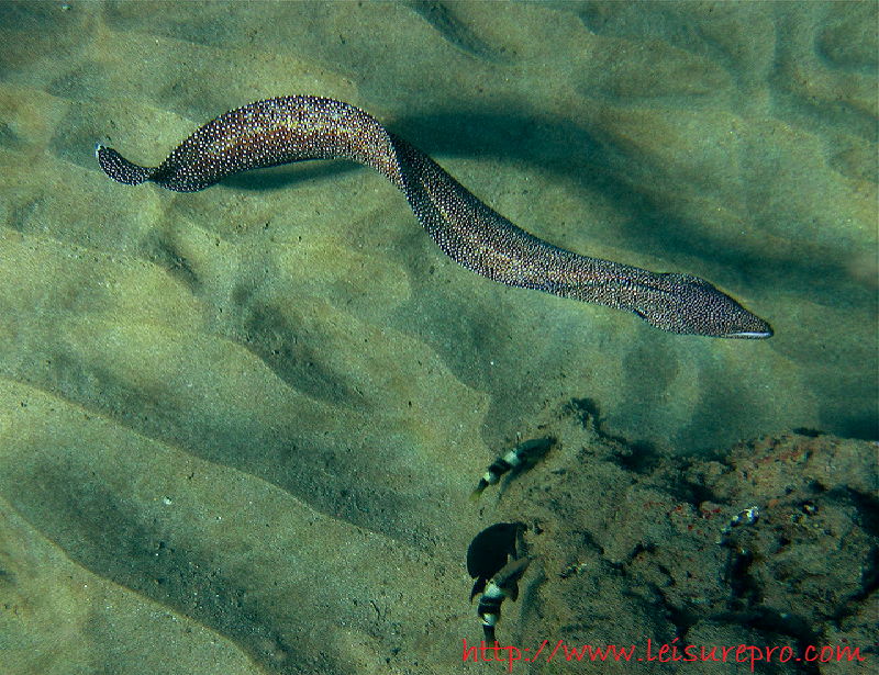 Gambar, Foto  Belut Laut Moray Dan Belut  Conger Dari Berbagai Samudra-Snyder Moray