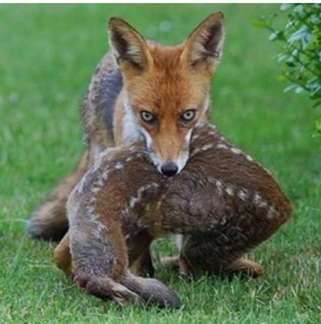 Scottish Gamekeepers Association News SGA COMMENT ON FOX HUNTING LAWS