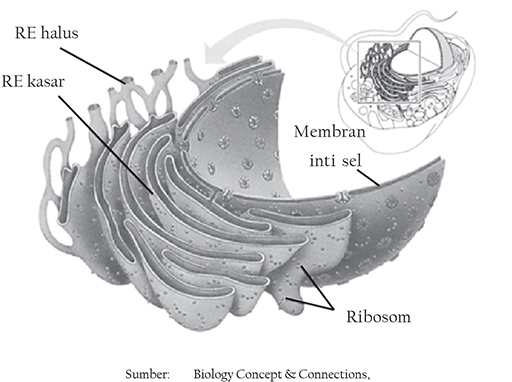 gambar retikulum endoplasma halus dan kasar