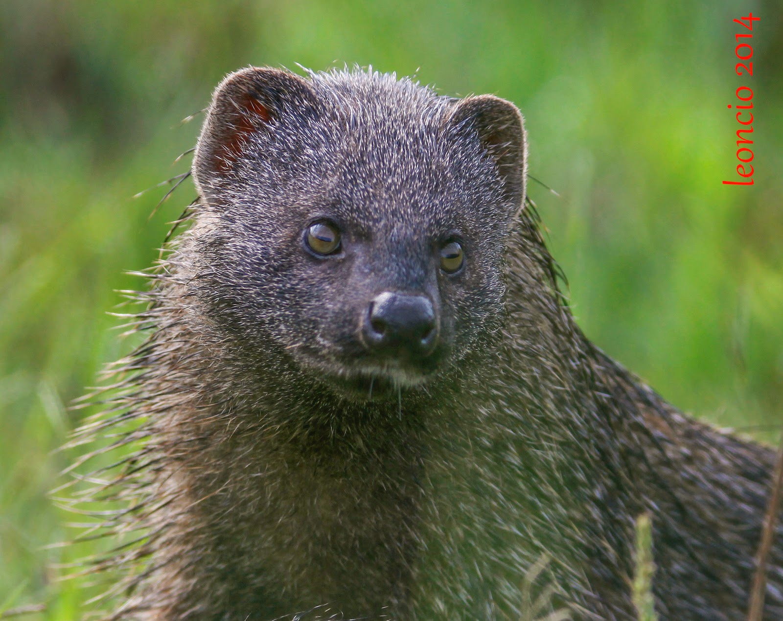 FOTOGRAFÍA Y NATURALEZA EN ANDALUCÍA DIGISCOPINGMELONCILLO O MANGOSTA