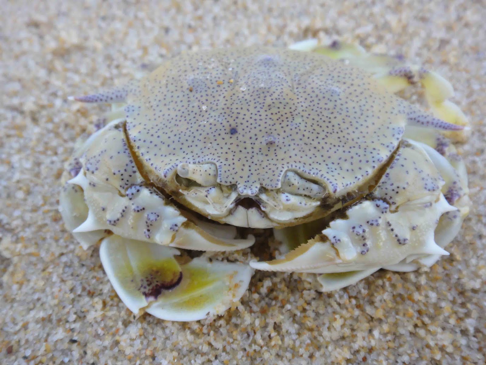 Ketam Ragi SEPERTI IBU KETAM MENGAJAR ANAK KETAM BERJALAN LURUS | ARCHITECTURE