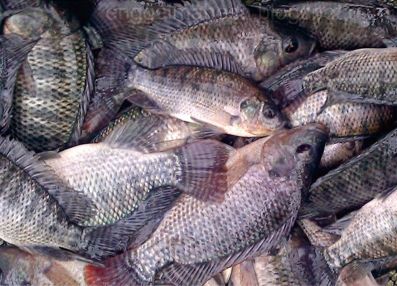 Cara Memasarkan Ikan Nila Hasil Budidaya
