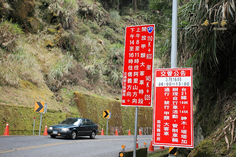 阿里山國家森林遊樂區櫻花季|阿里山櫻王