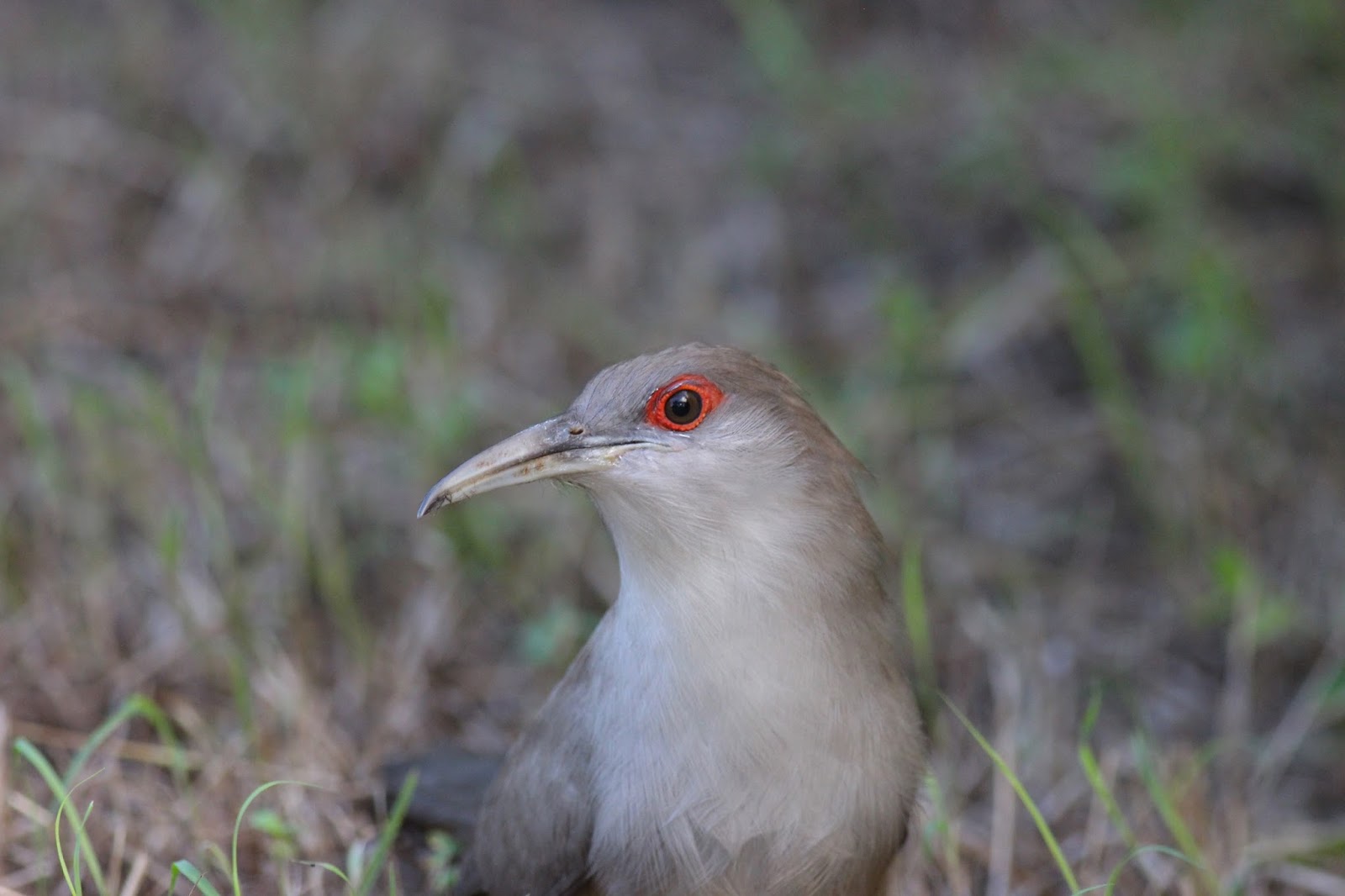 Photographicbirdlistomania: Great Lizard-Cuckoo (Coccyzus merlini ...