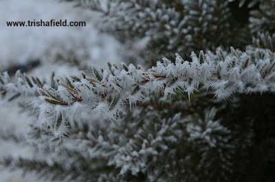 Frosty Pine Photo by Trisha Field