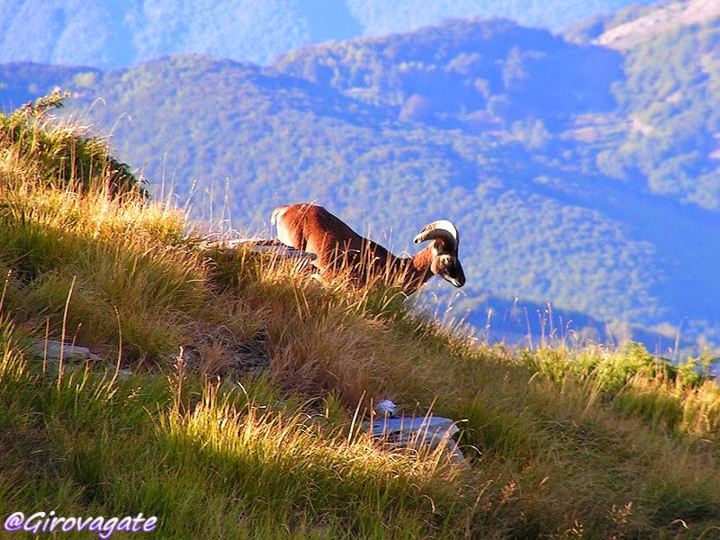 sentiero mufloni alpi apuane