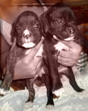 The Baby Girls {Ruby & Tess}