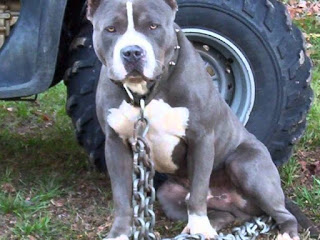 صور كلاب بيتبول dogs-pitbull اجمل صور الكلاب البيتبول