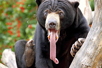 yawning bear in zoo