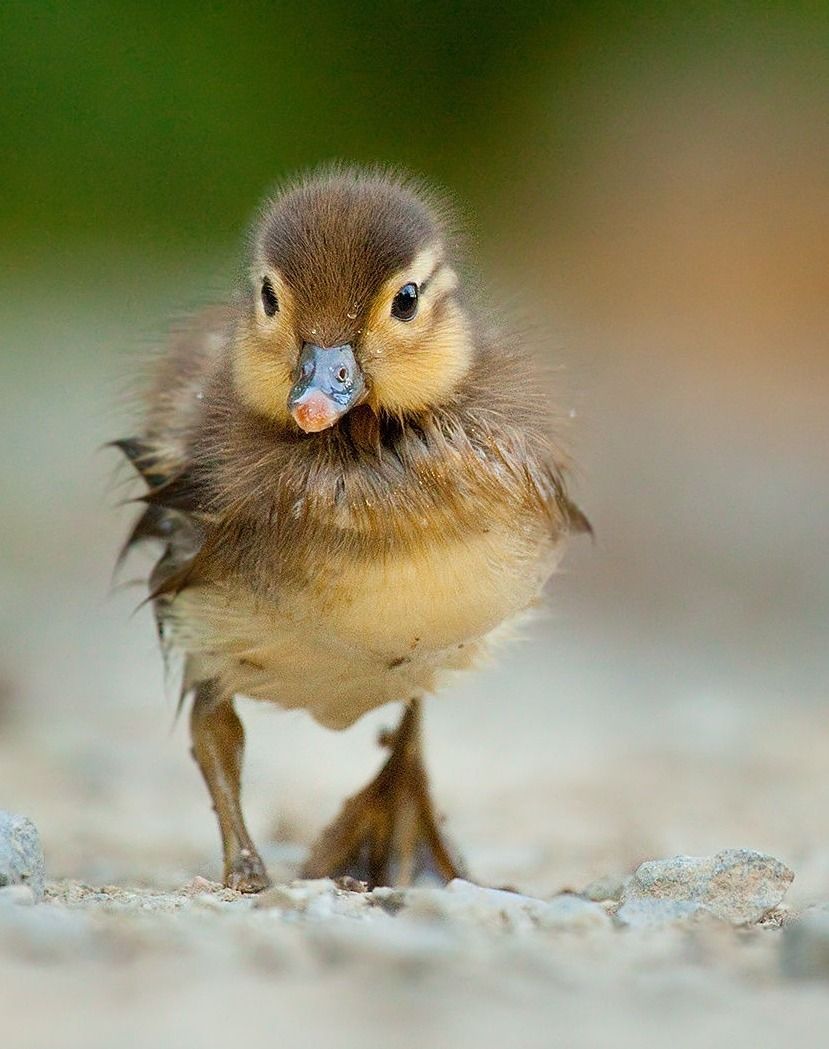 10 Gambar Bebek Cantik Berenang