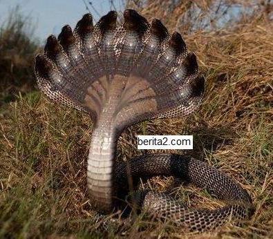 foto ular cobra terbesar di dunia - gambar binatang - foto ular cobra terbesar di dunia