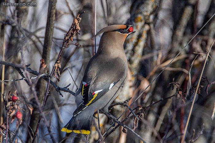 El Herrerillo: Ampelis europeo (Bombycilla garrulus)