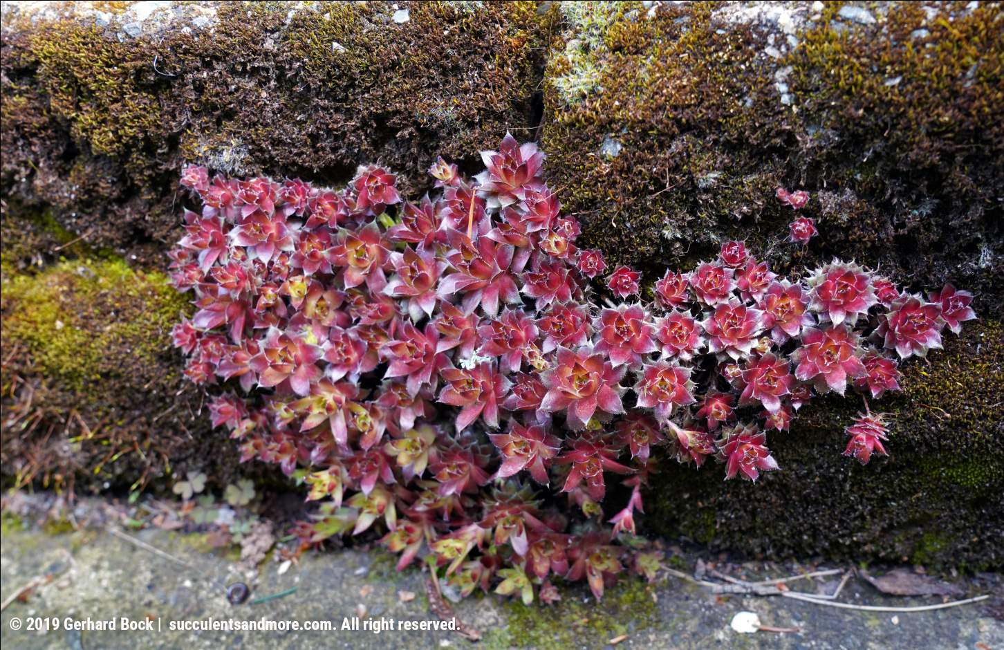 Super Freeze Follow Up