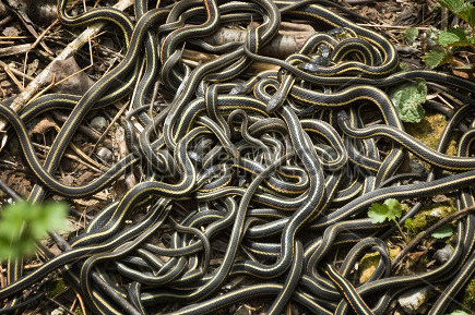 88 Arti Mimpi Dikejar Ular Banyak Banget Warna Warni Dan Digigit Mimpi Ular Terbang