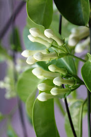 Stephanotis floribunda (Madagascar jasmine) buds bunch