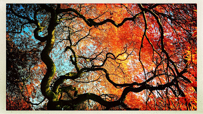 View of morning sky / through leaves, twisted limbs of old / Japanese maple. // micropoetry - haiku - haikumages