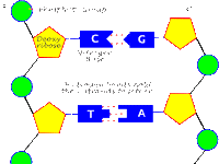 Chromosome Diagram Labeled Chromosome Diagram Labeled