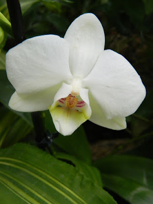 Allan Gardens Conservatory white Phalaenopsis orchid by garden muses-not another Toronto gardening blog