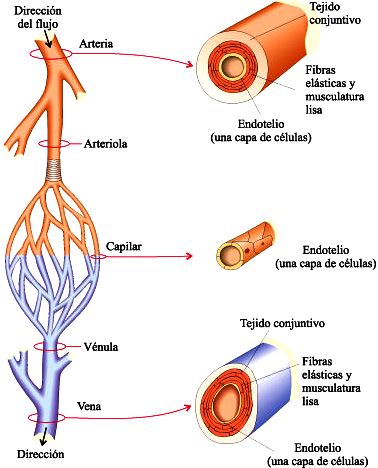 Vasos sanguíneos Dibujo de los Vasos sanguíneos y sus partes