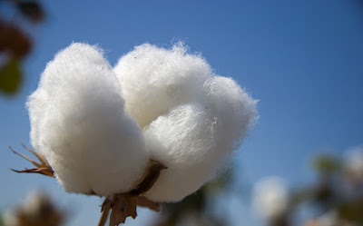 Recorded Highest Price for Cotton at Jammikunta Cotton Market 3 cotton jammikunta