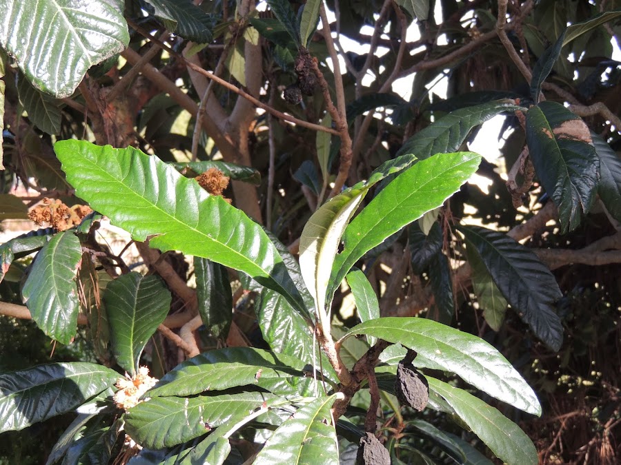 ERIOBOTRYA JAPONICA