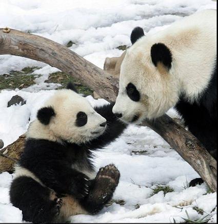 foto hewan - gambar panda cute