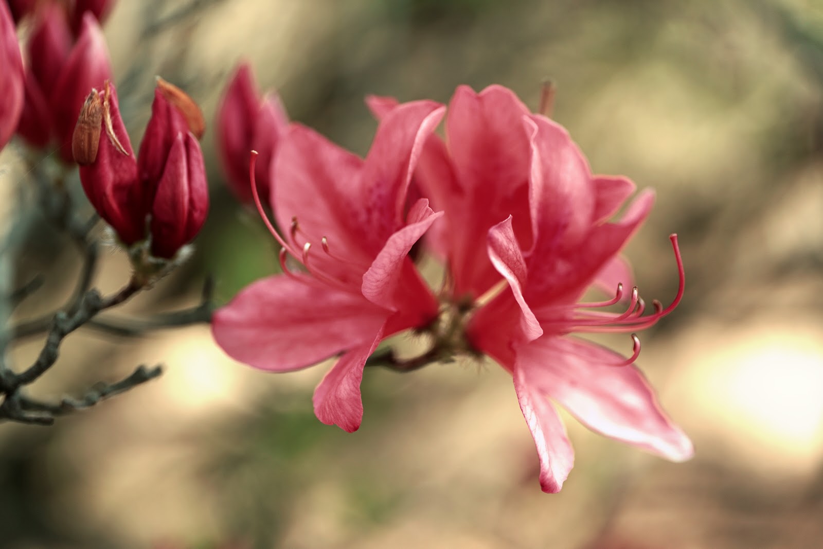 花の種類 - アジサイ