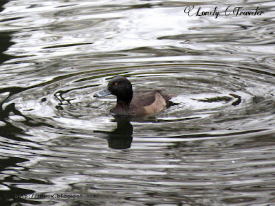 Tufted duck - Aythya fuligula, female