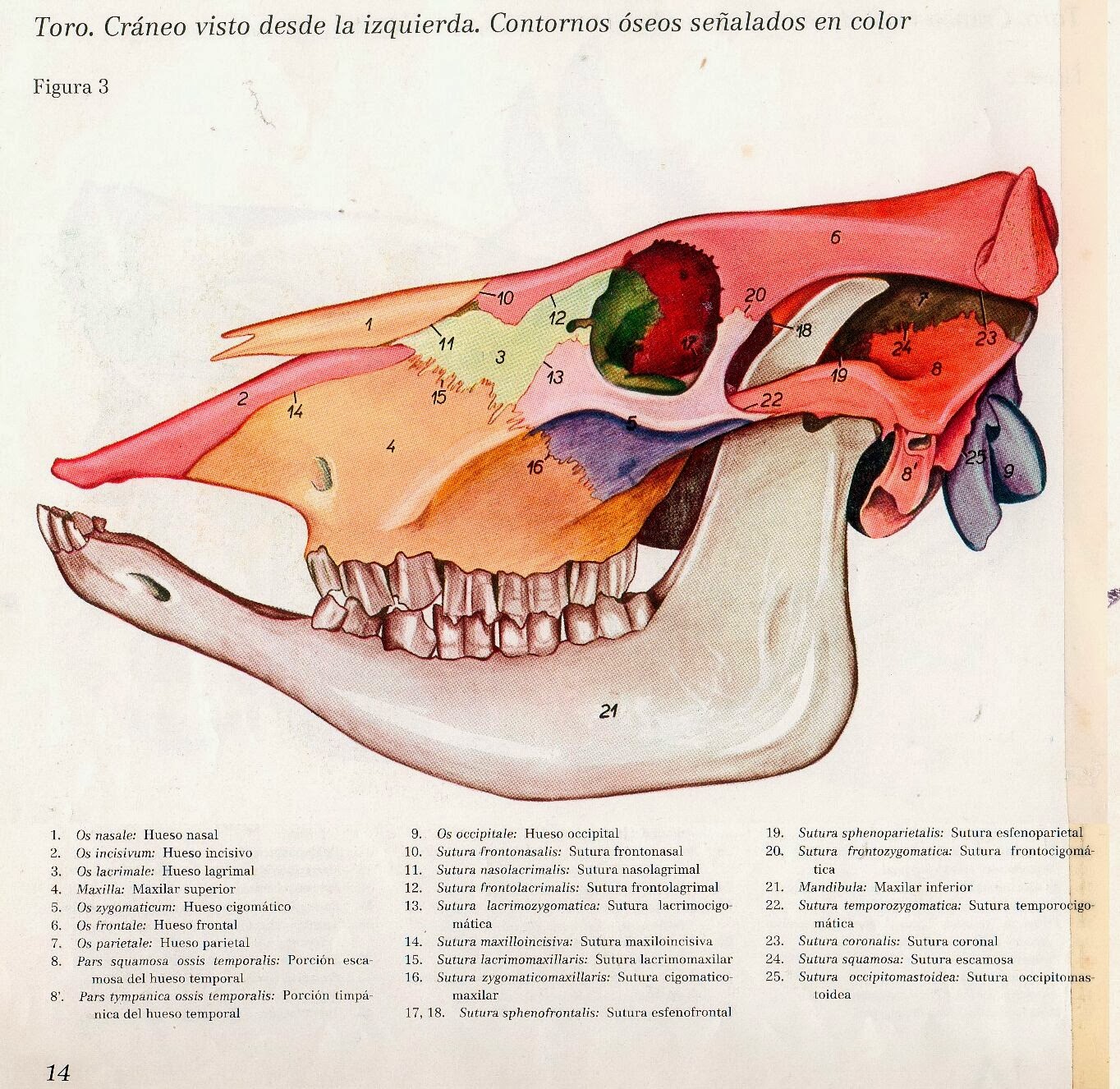 Osteología del Bovino