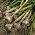 Plant and grow garlic