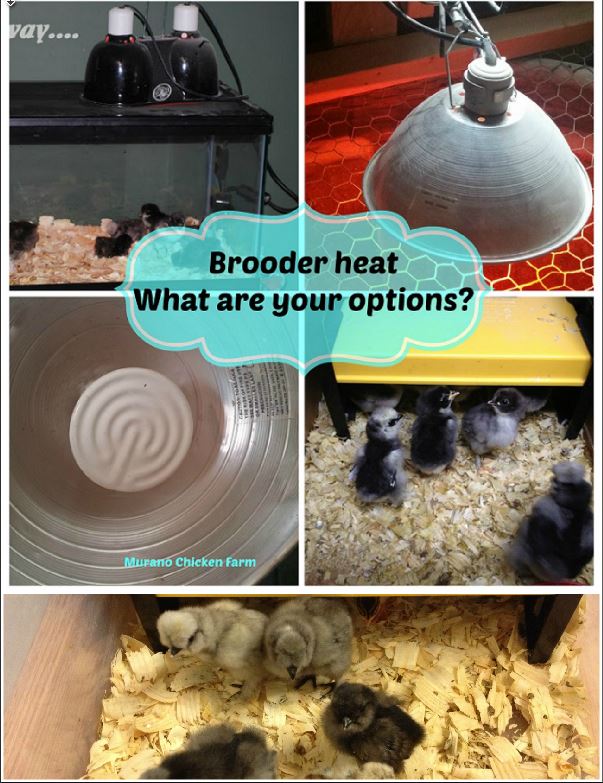Heating a brooder What are your options? Murano Chicken Farm