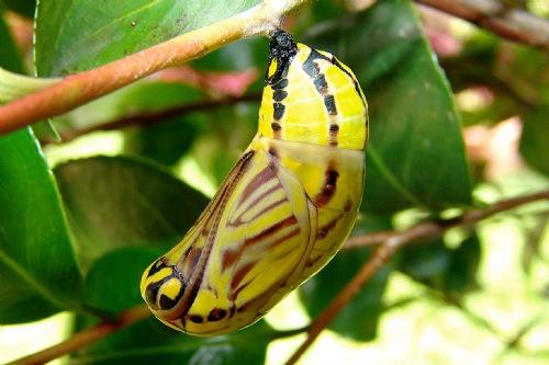Meu Casulo: Silenciosa borboleta.