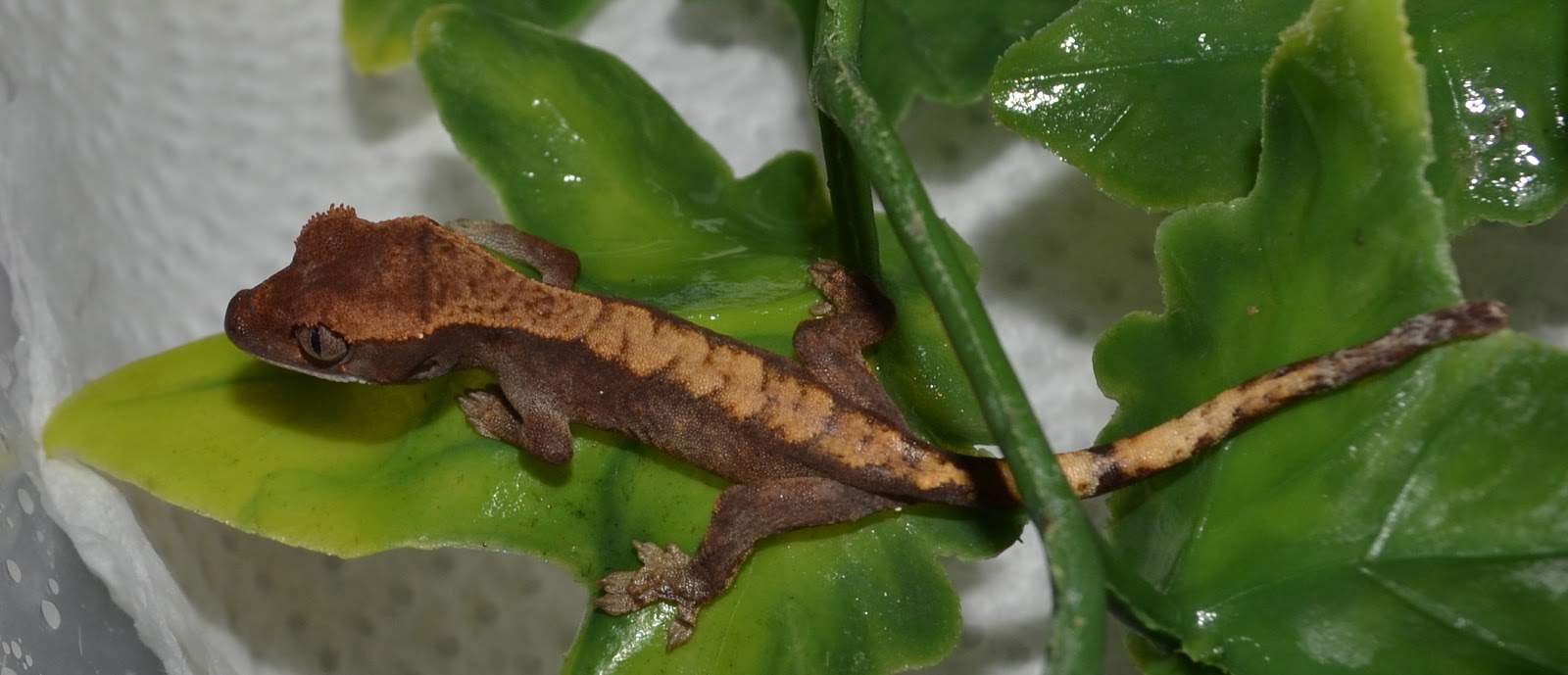 Crested Geckos Blog: October update number 2!!