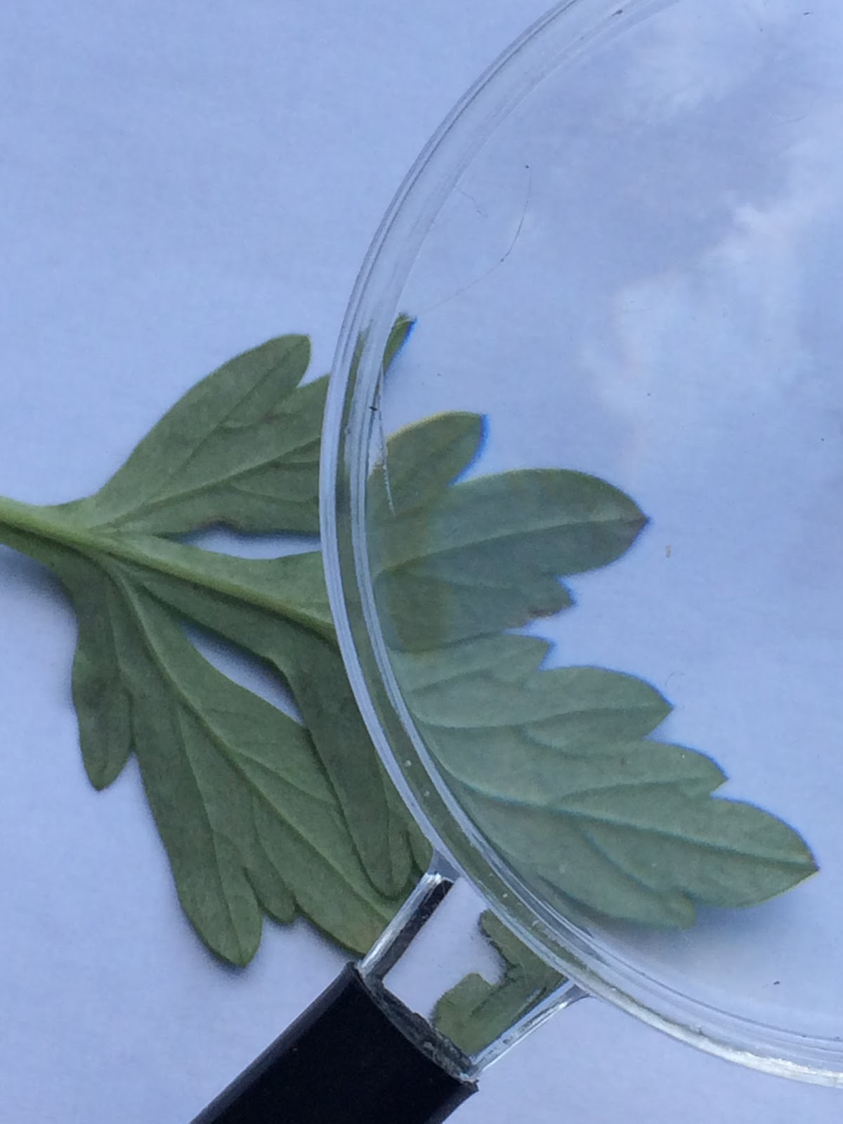 The Helpful Art Teacher Drawing Magnified Leaves Finding The Details