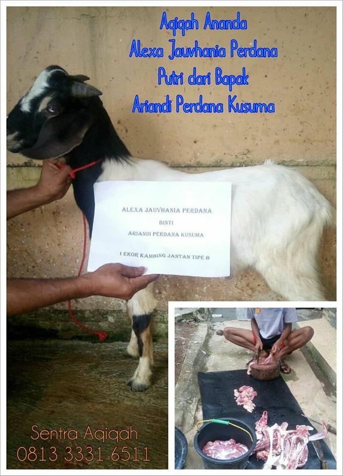 Hukum Aqiqah Kambing Betina Sentraaqiqahlampung