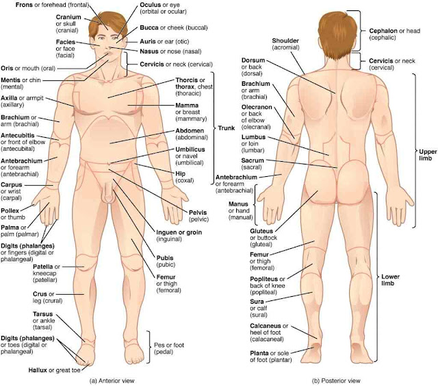 Body Anatomy