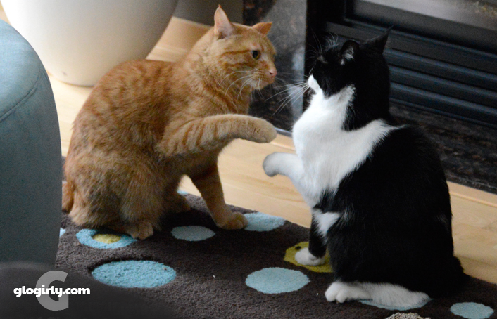 Glogirly Patty Cake Cats Salsa