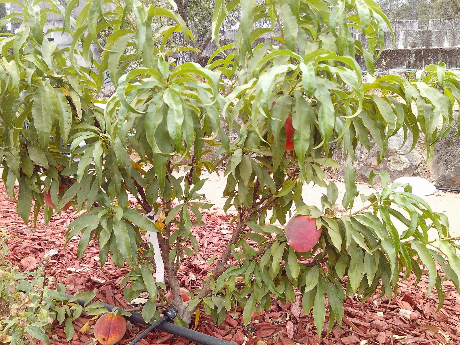 Healthy Sustainable Living 5 Reasons to Grow Fruit Trees... even in